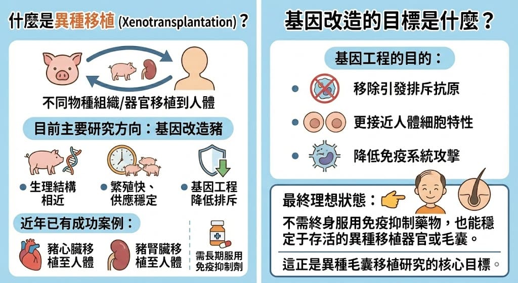 植髮異體移植與豬毛囊研究現況 2