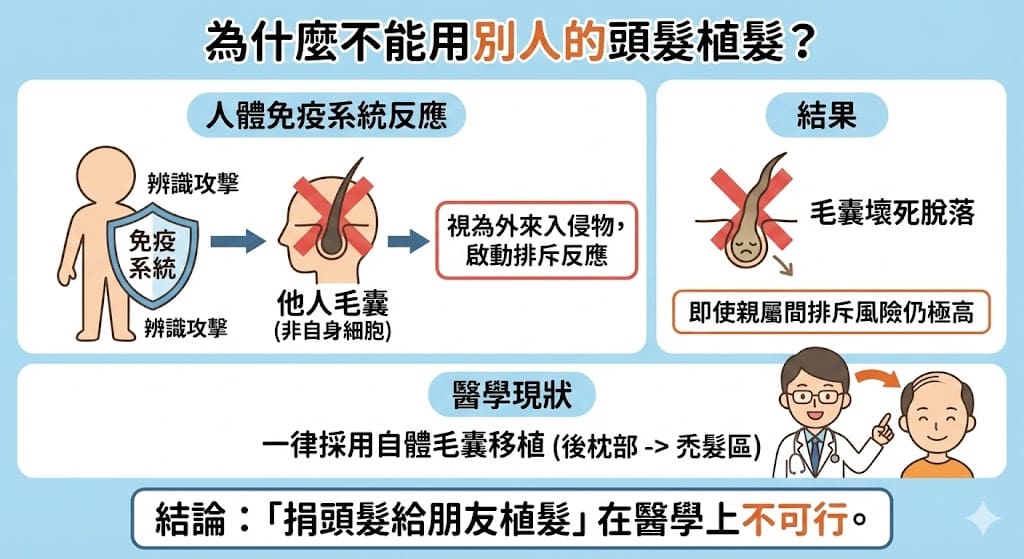 植髮異體移植與豬毛囊研究現況