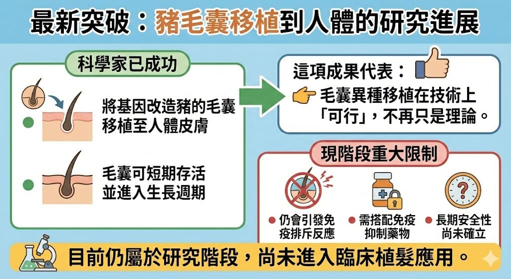 植髮異體移植與豬毛囊研究現況 4