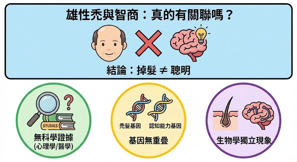 雄性禿與智商真的有關聯嗎